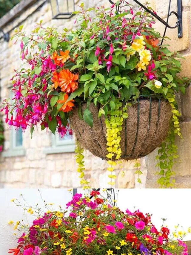 Название и фото цветов для кашпо Stunning Flower Hanging Baskets You Can Plant Now - A Piece Of Rainbow