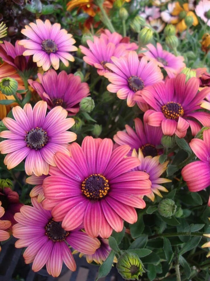Название и фото цветов как ромашки Photo of the bloom of African Daisy (Osteospermum ecklonis Zion ™ Copper Amethys