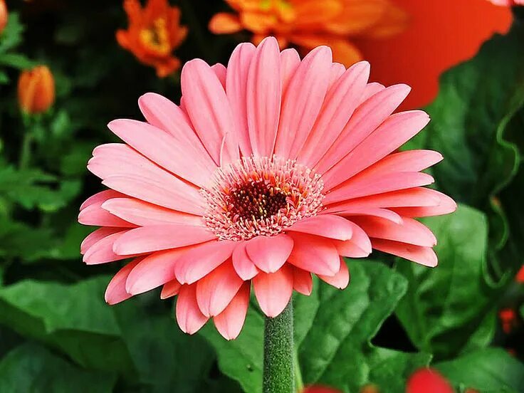 Название и фото цветов как ромашки Gerbera Daisy: Beautiful Flower for Your Garden