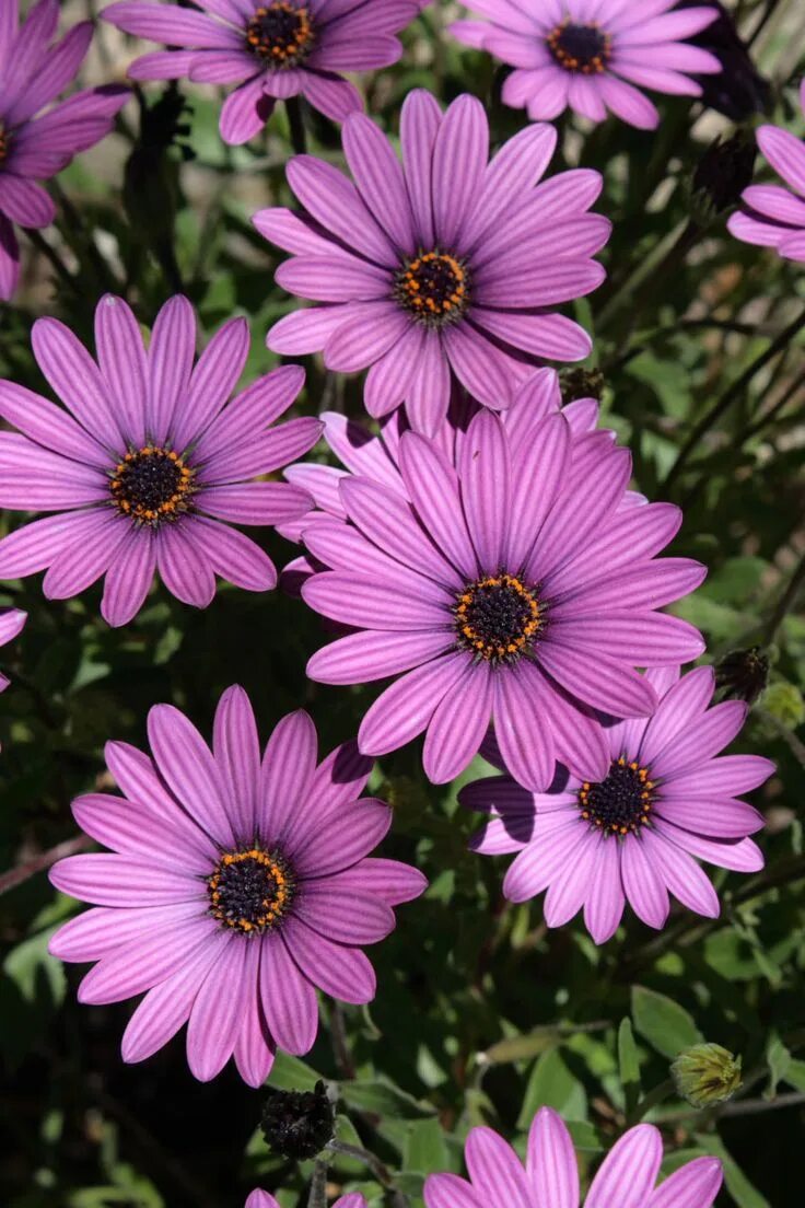 Название и фото цветов как ромашки Purple African Daisy Blooms Purple flowers garden, Australian flowers, Hello hel