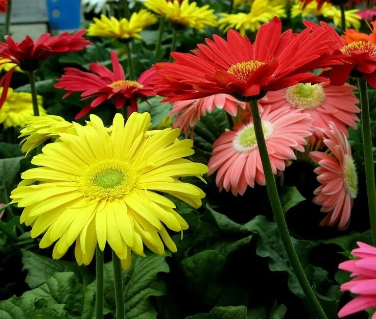 Название и фото цветов как ромашки Gerbera Daisy Care - Tips On How To Grow Gerbera Daisies Gerbera daisy care, Flo