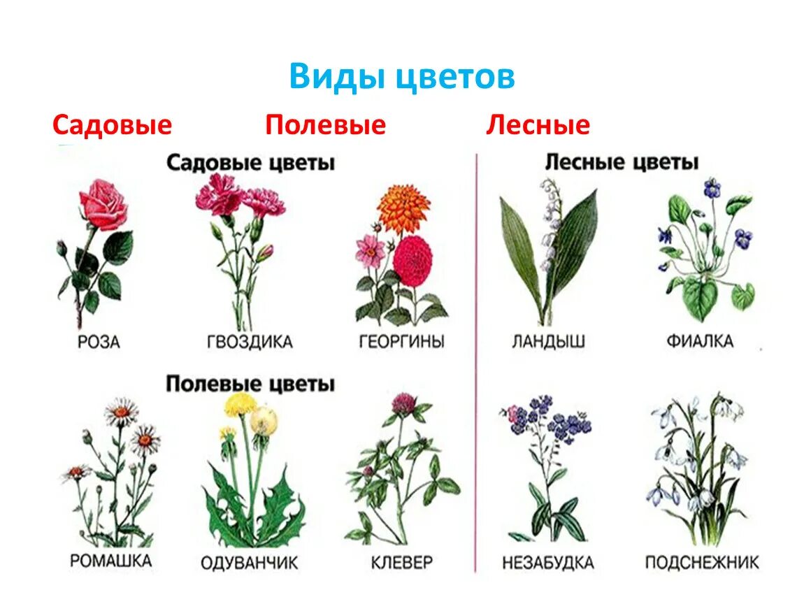 Название и фото цветов россии Легкие названия цветов