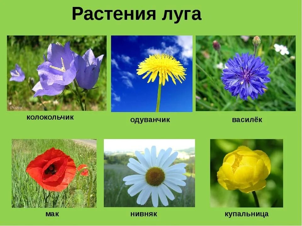 Название и фото цветов россии Лексическая тема "ПОЛЕВЫЕ ЦВЕТЫ"