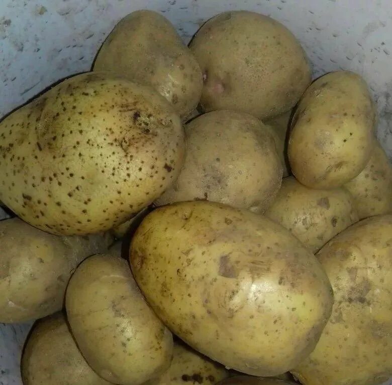 Название и фото желтой картофеля Продам домашний картофель (выращивали для себя) - купить в Сергиевом Посаде, цен