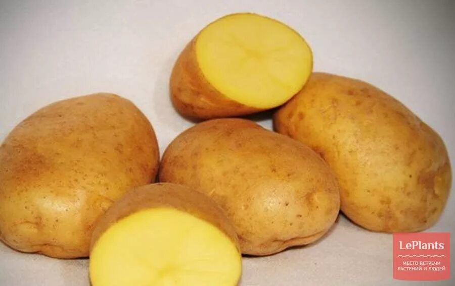 Название и фото желтой картофеля Сорт картофеля желтый рассыпчатый