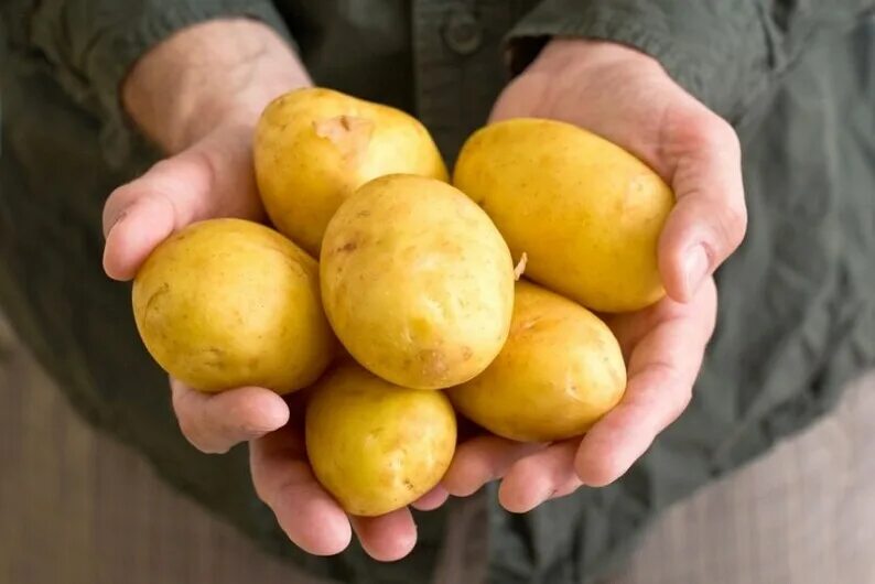 Название и фото желтой картофеля Ukrainian Potato seeds for planting Potato seeds organic Etsy