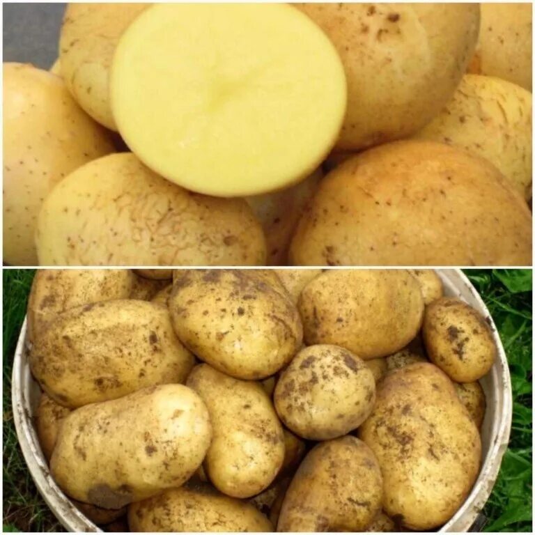 Название и фото желтой картофеля Potato respond !!!☺ No either who? 2023 *** Барахолка - п.Парфино*** VK