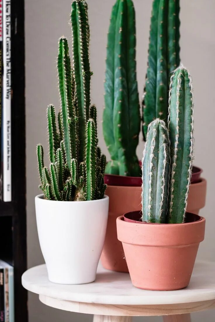 Название кактусов высокие фото Plant Shelfie - Nerdy Living Cactus plants, Indoor cactus plants, Indoor cactus