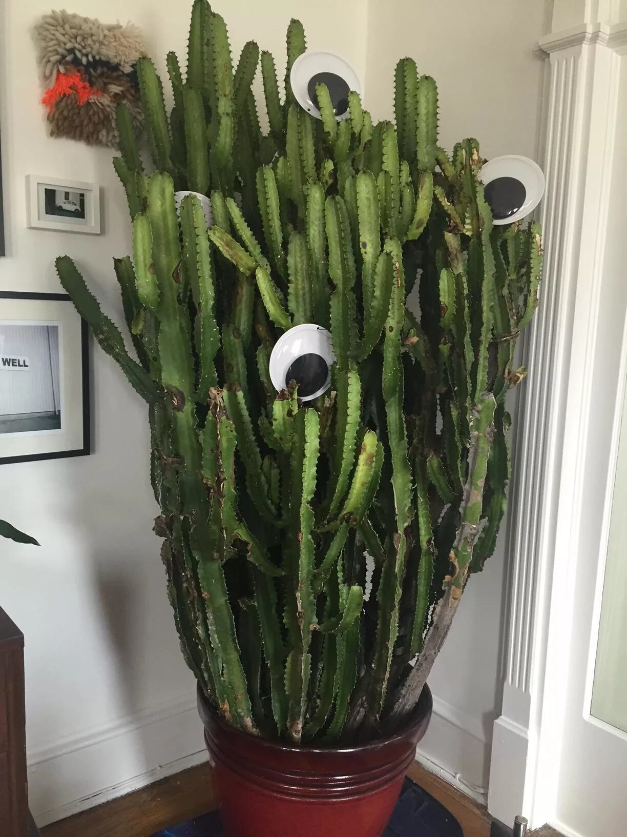 Название кактусов высокие фото Euphorbia Trigona Help - CactiGuide.com