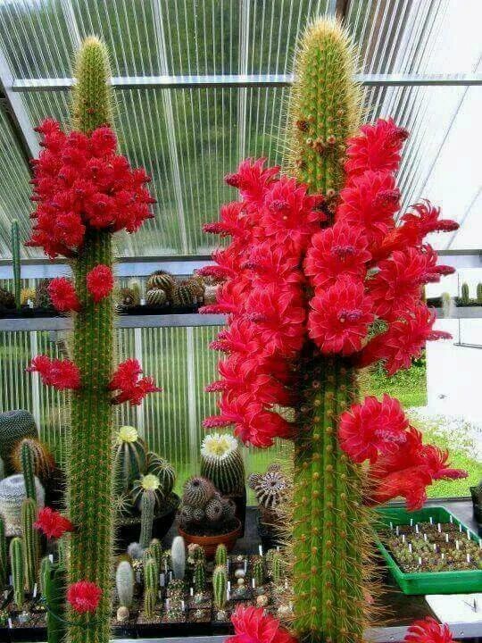 Название кактусов высокие фото Red cactus Blooming cactus, Cactus flower, Cactus