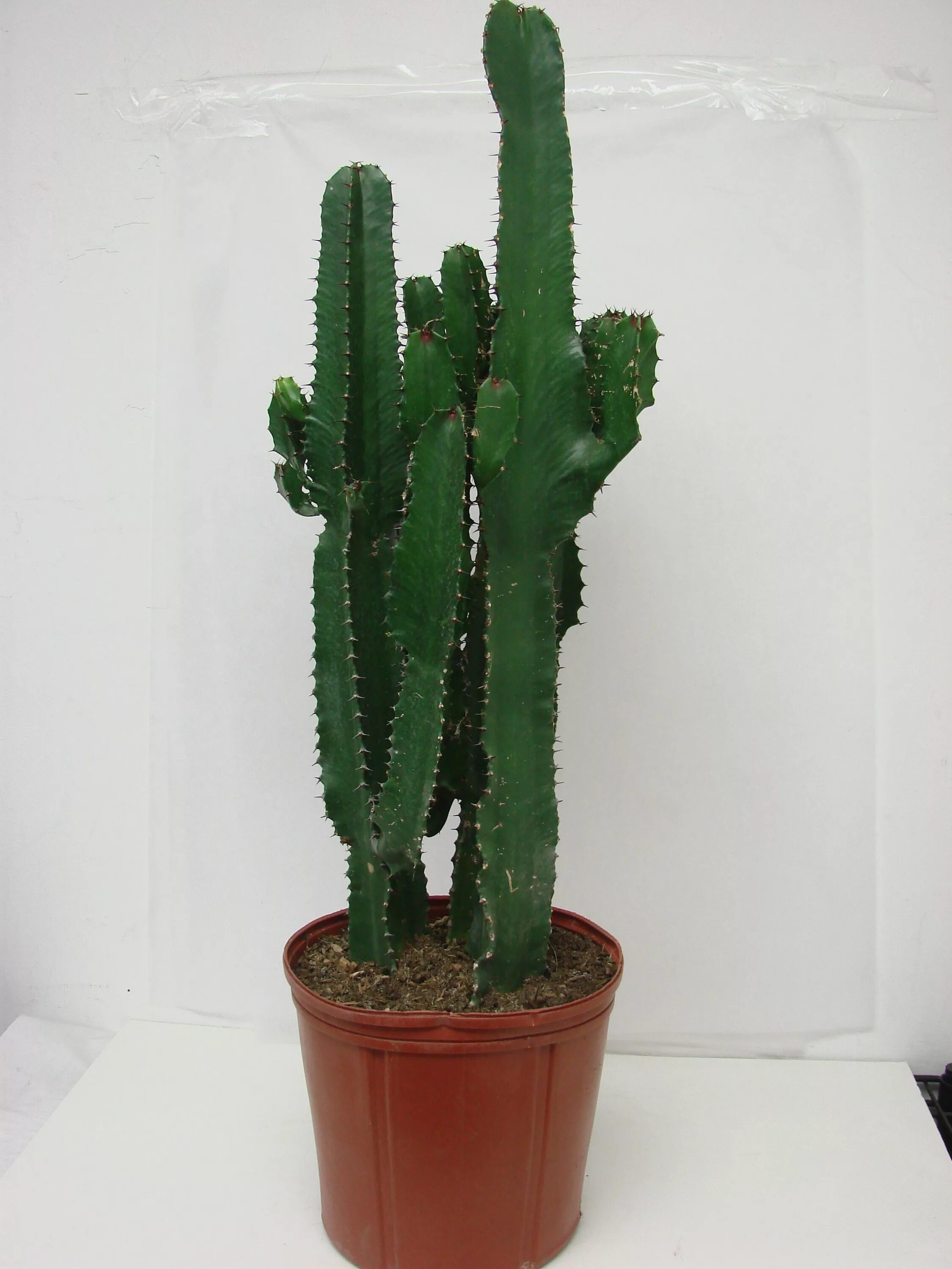Название кактусов высокие фото A large cactus plant. See our entire selection at www.starflor.com. To purchase 