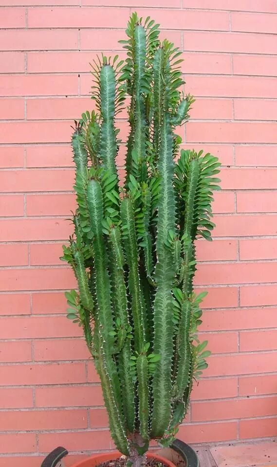 Название кактусов высокие фото Nice 23 Mini Succulent Garden https://decorisme.co/2018/01/16/23-mini-succulent-