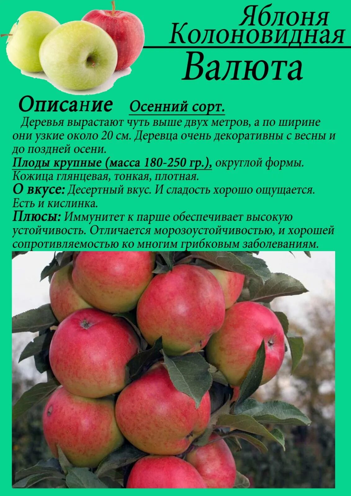 Название колоновидных яблонь сортов фото Купить Яблоня колоновидная "Валюта" в Калининграде по низкой цене
