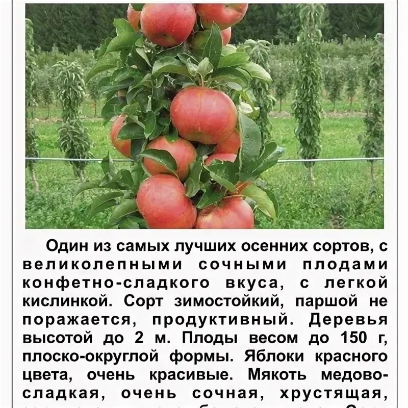 Название колоновидных яблонь сортов фото Купить Саженцы яблонь в регионе Белгород ВКонтакте