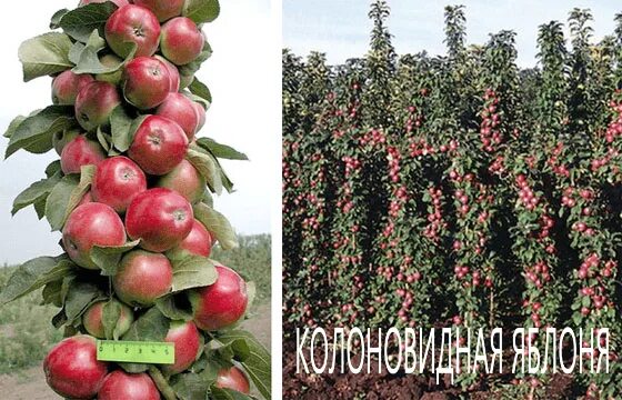 Название колоновидных яблонь сортов фото Купить саженцы Колоновидная яблоня с доставкой почтой Питомник саженцев Краснода