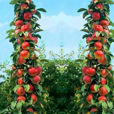 Название колоновидных яблонь сортов фото 30 pcs Bonsai Apple Tree Seeds rare fruit bonsai tree plant eBay