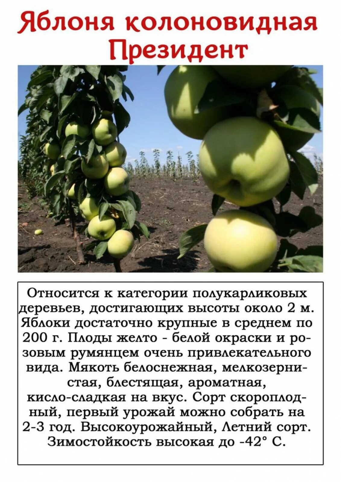 Название колоновидных яблонь сортов фото Купить Яблоня колоновидная "Президент" в Калининграде по низкой цене