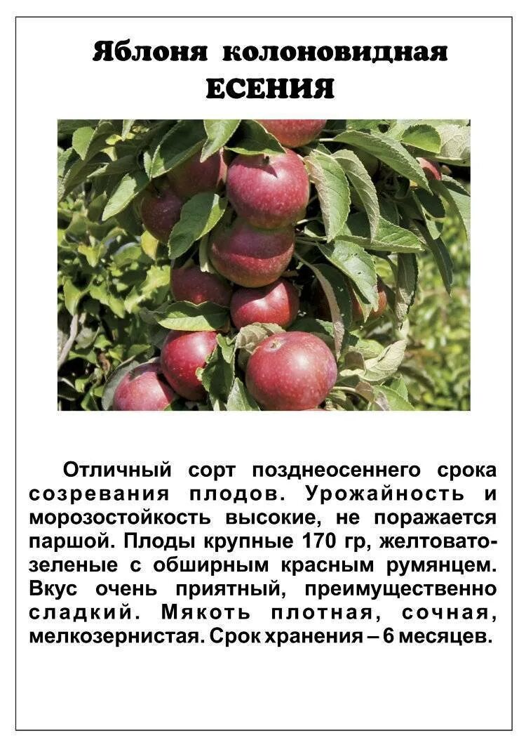 Название колоновидных яблонь сортов фото Колоновидные яблони - сорта с фото и описанием