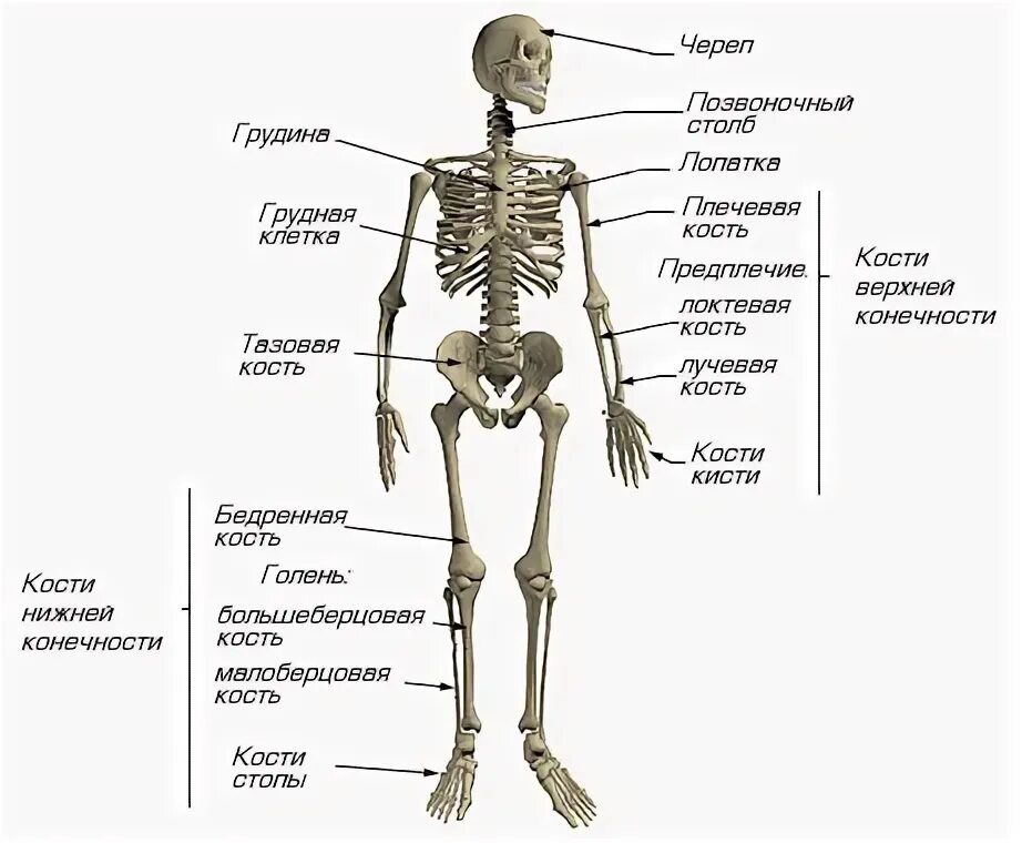 Название костей человека в картинках и фото Скелет (скелет человека) - Мегаэнциклопедия Кирилла и Мефодия - медиаобъект