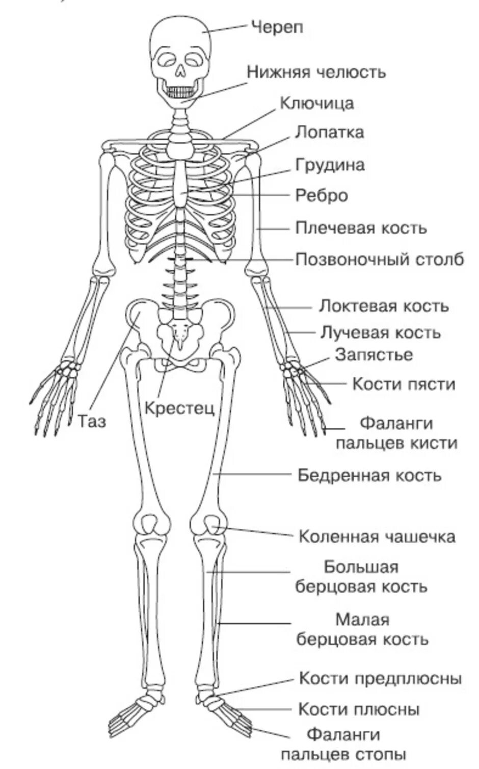 Название костей человека в картинках и фото Рисунки костей человека с надписями: найдено 90 изображений