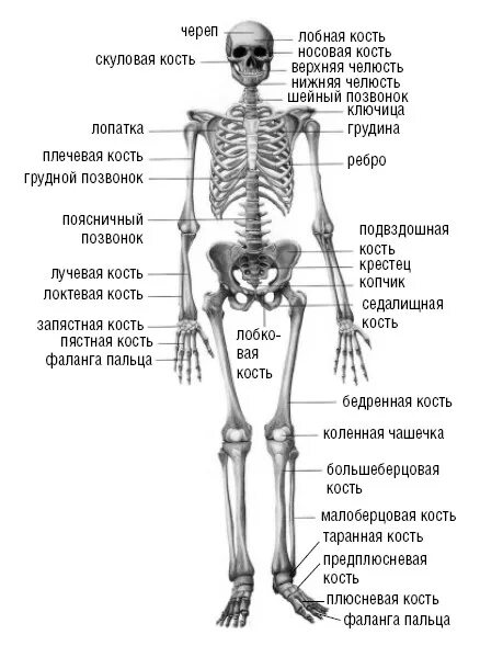 Название костей человека в картинках и фото Краткие сведения о строении и функционировании опорно-двигательного аппарата чел