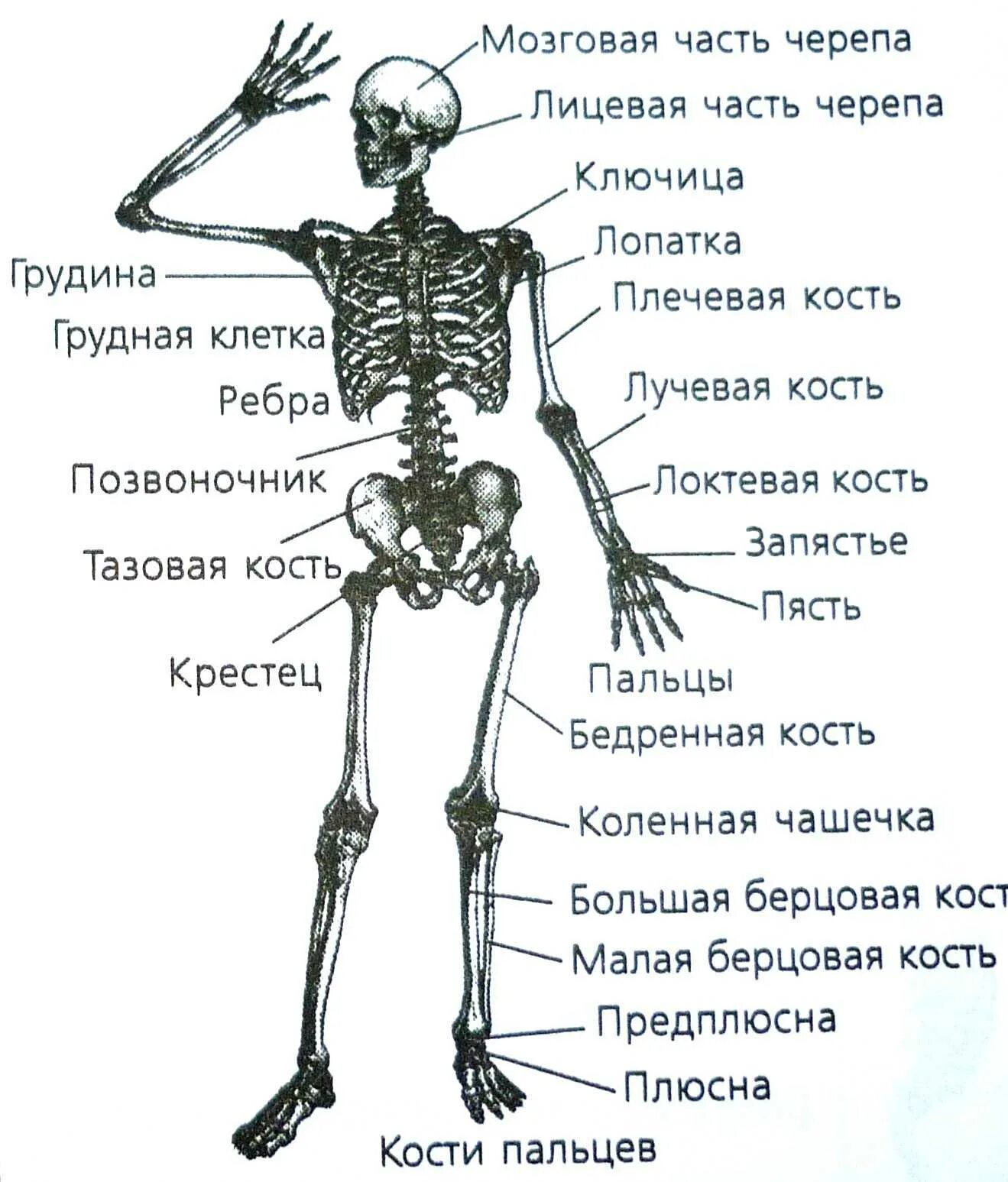 Название костей человека в картинках и фото Картинки ПЕРЕЧИСЛИТЕ КОСТИ