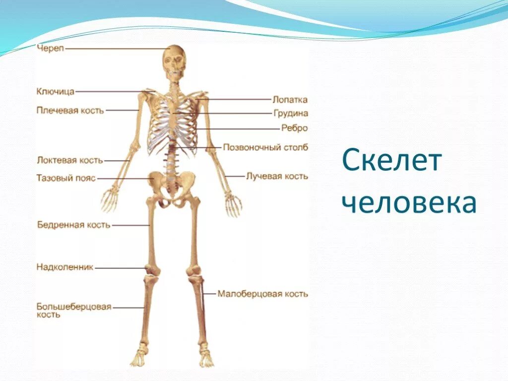 Название костей человека в картинках и фото Презентация "Развитие костей - остеогенез" - скачать проект