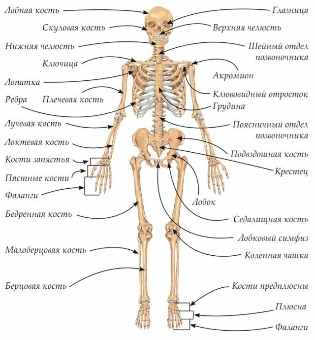 Название костей человека в картинках и фото Пин от пользователя Дарья на доске биология в 2020 г Анатомический рисунок, Анат