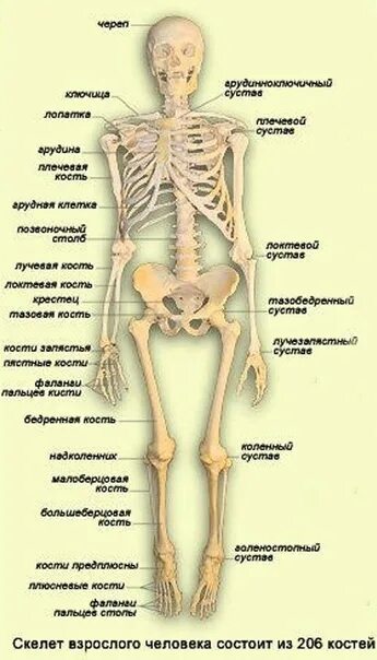 Название костей человека в картинках и фото Показать суставы человека: найдено 86 изображений