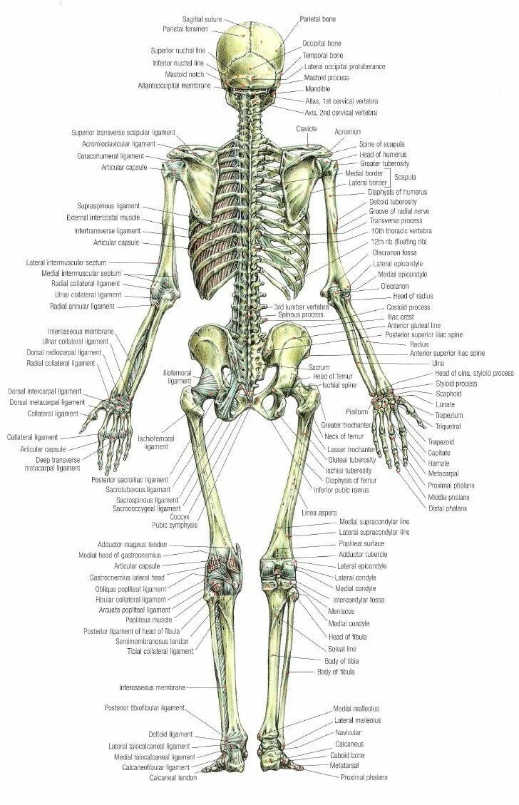 Название костей человека в картинках и фото Strength Human anatomy drawing, Human skeleton anatomy, Strength training anatom