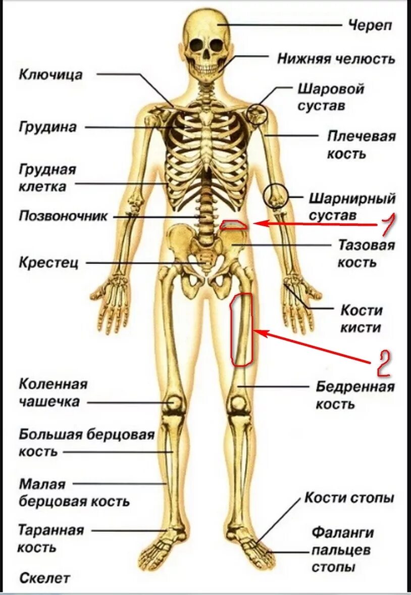 Название костей человека в картинках и фото Боль в спине с переходом в ногу - Вопрос невропатологу - 03 Онлайн