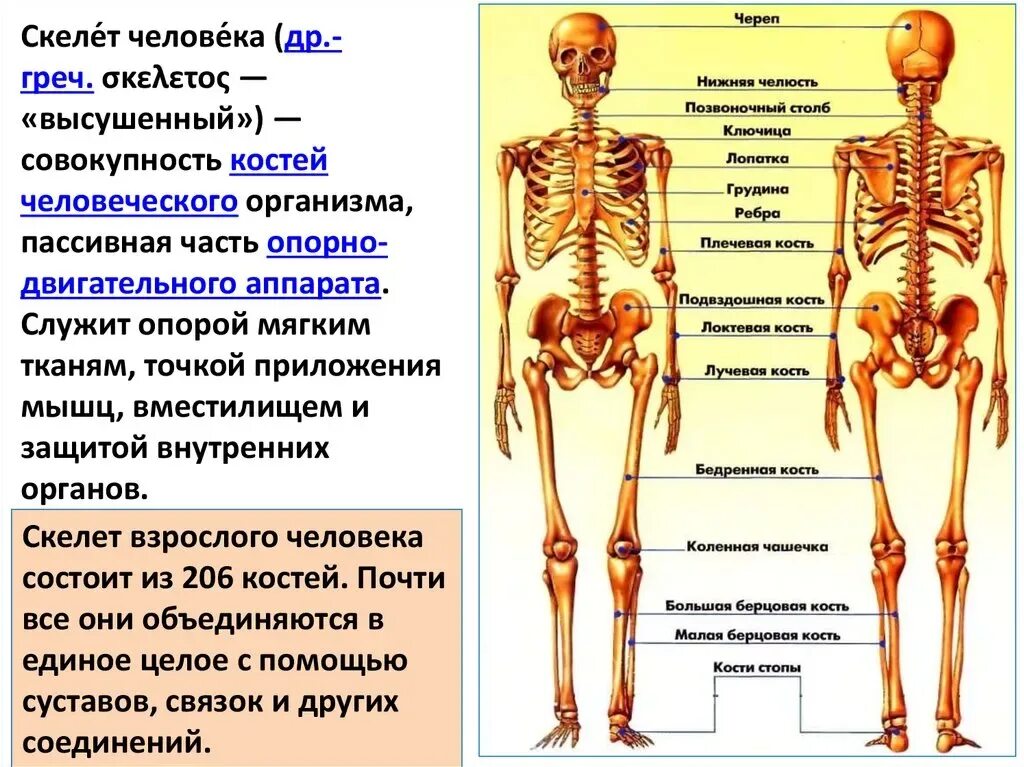 Название костей человека в картинках и фото Кости человека картинки с подписями: найдено 87 изображений