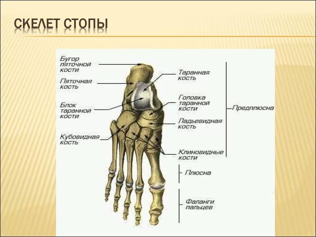 Название костей ноги человека фото с описанием Как называется рисунок на кости: найдено 88 изображений
