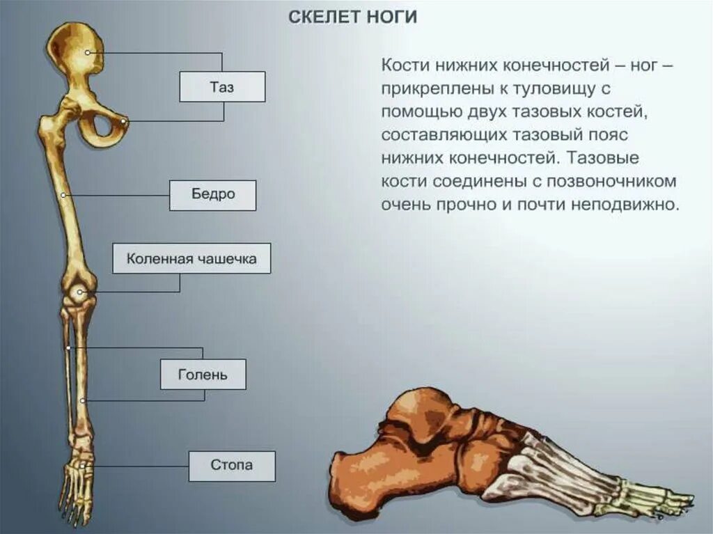 Название костей ноги человека фото с описанием Картинки УКАЖИТЕ КОСТИ СКЕЛЕТА НИЖНЕЙ КОНЕЧНОСТИ
