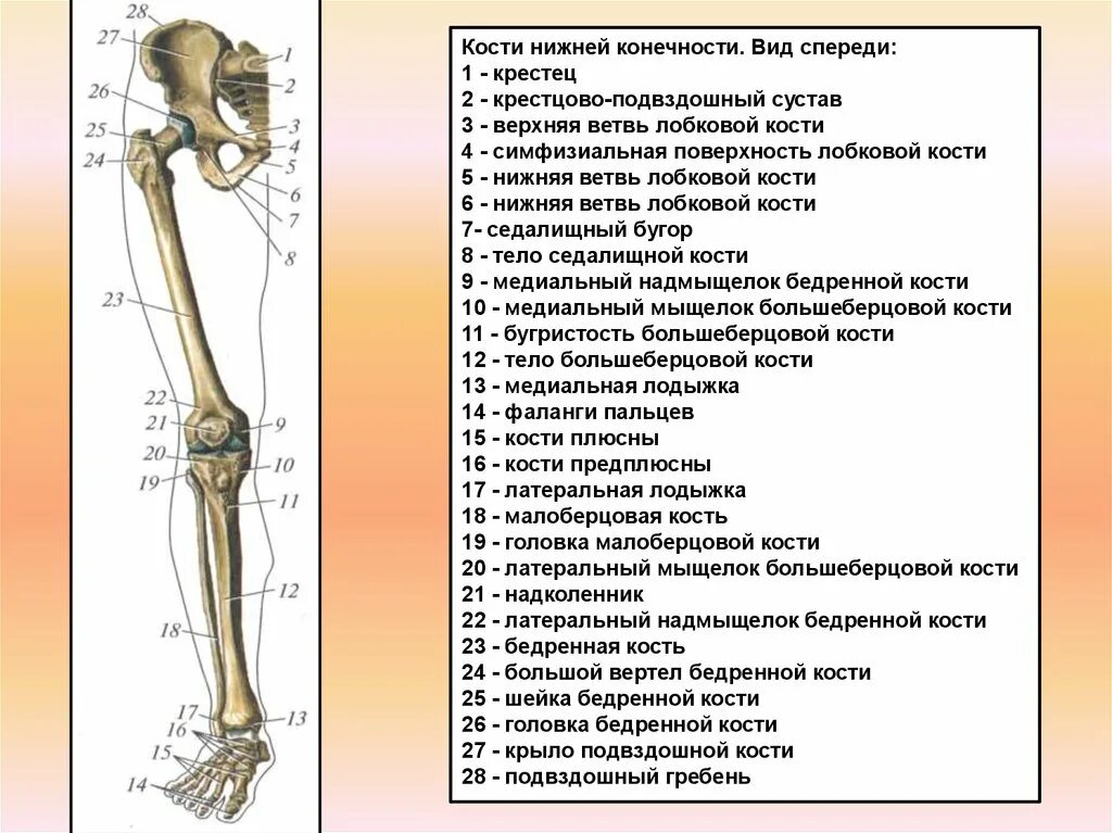 Название костей ноги человека фото с описанием Картинки В СКЕЛЕТ СВОБОДНОЙ НИЖНЕЙ КОНЕЧНОСТИ ВХОДИТ