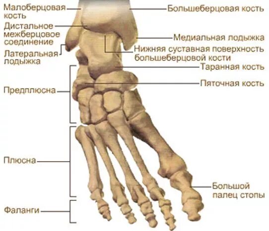 Название костей ноги человека фото с описанием МРТ стопы