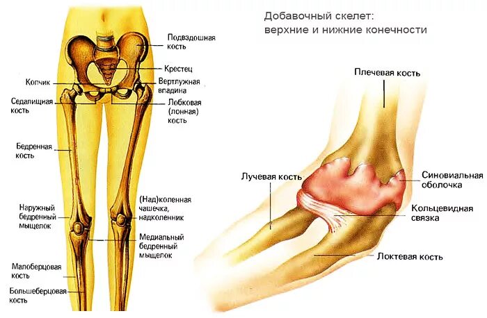 Название костей ноги человека фото с описанием Суставы конечностей человека: найдено 89 изображений