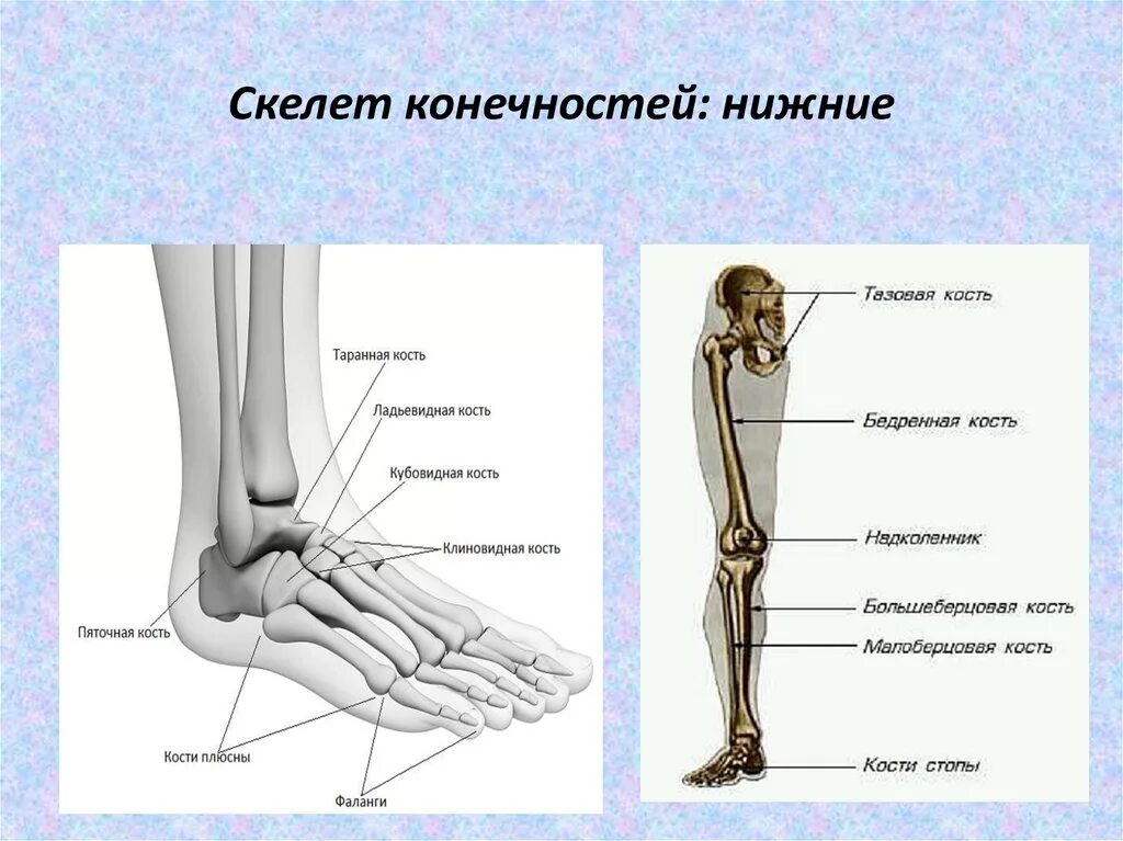 Название костей ноги человека фото с описанием Картинки НАЗВАНИЕ КОНЕЧНОСТЕЙ