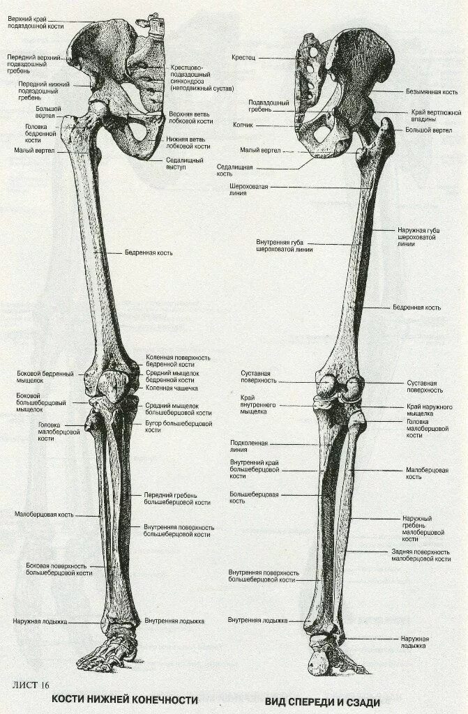 Название костей ноги человека фото с описанием Human Skeleton and Lower Limb Anatomy