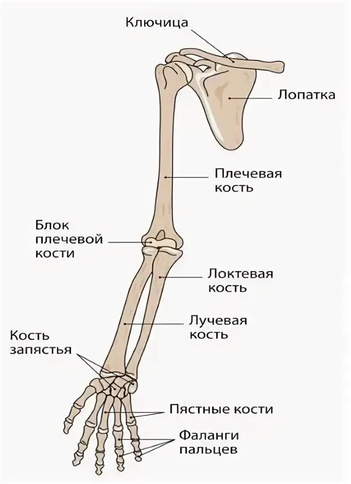 Название костей руки у человека фото Плечевая кость левой руки - найдено 90 картинок