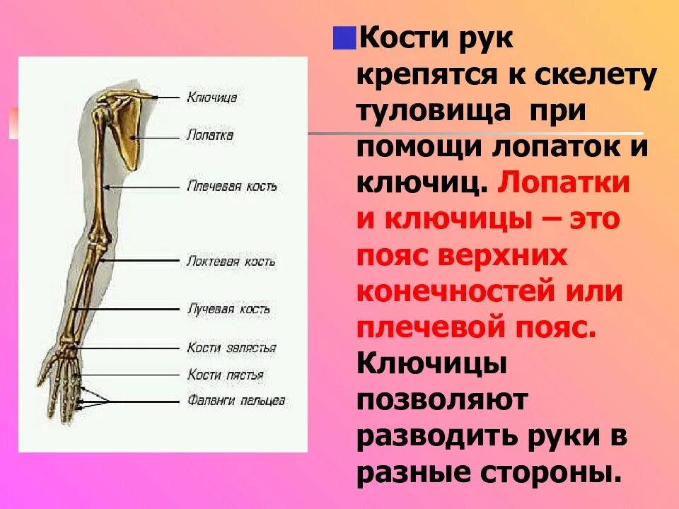 Название костей руки у человека фото Картинки ПОЯС ВЕРХНЕЙ КОНЕЧНОСТИ ОБРАЗОВАН КОСТЯМИ