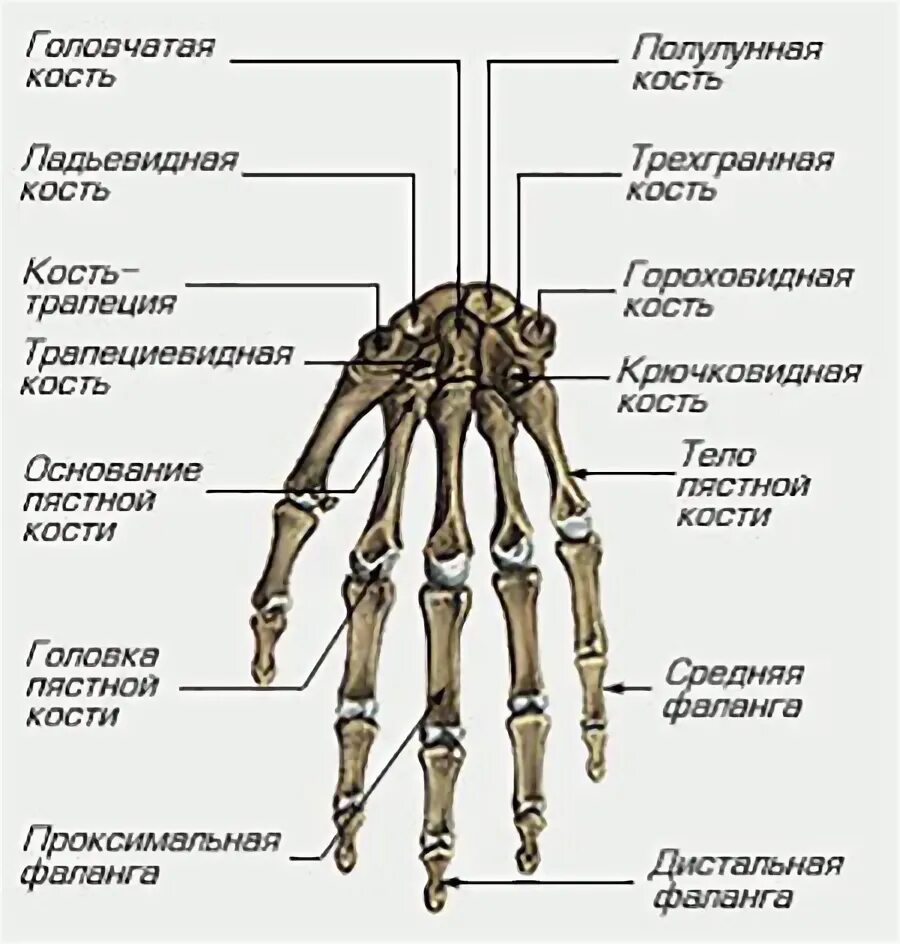 Название костей руки у человека фото Запястье и кисть руки: что это, функции и строение Все о суставах и связках