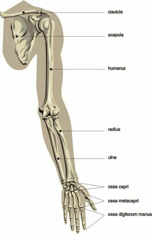 Название костей руки у человека фото Pin on szkoła Anatomy bones, Human body anatomy, Arm bones