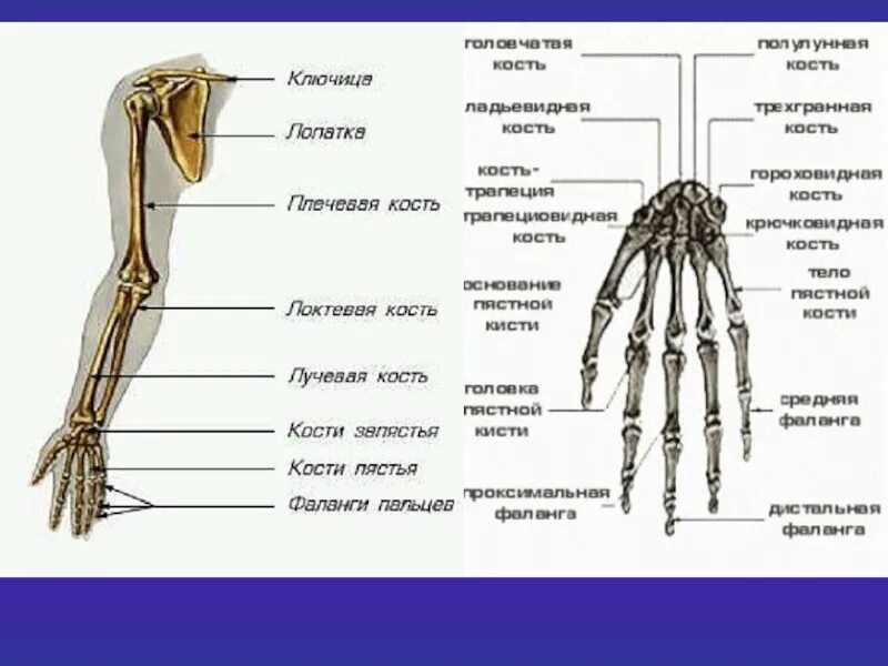 Название костей руки у человека фото Отделы кисти человека