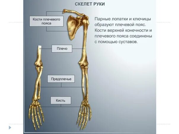 Название костей руки у человека фото Скелет человека - Фотография 15 из 34 ВКонтакте