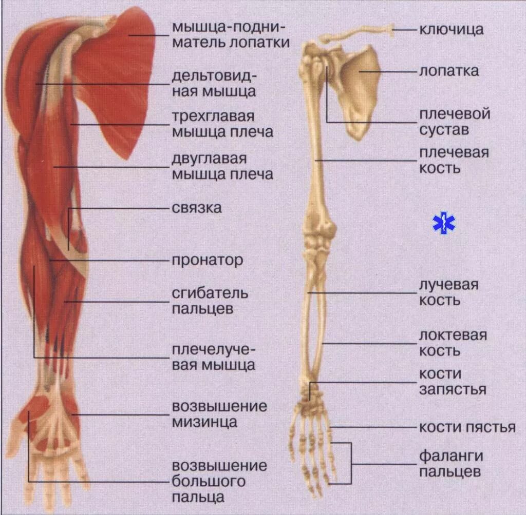 Название костей руки у человека фото Перелом руки: первая помощь, лечение, реабилитация