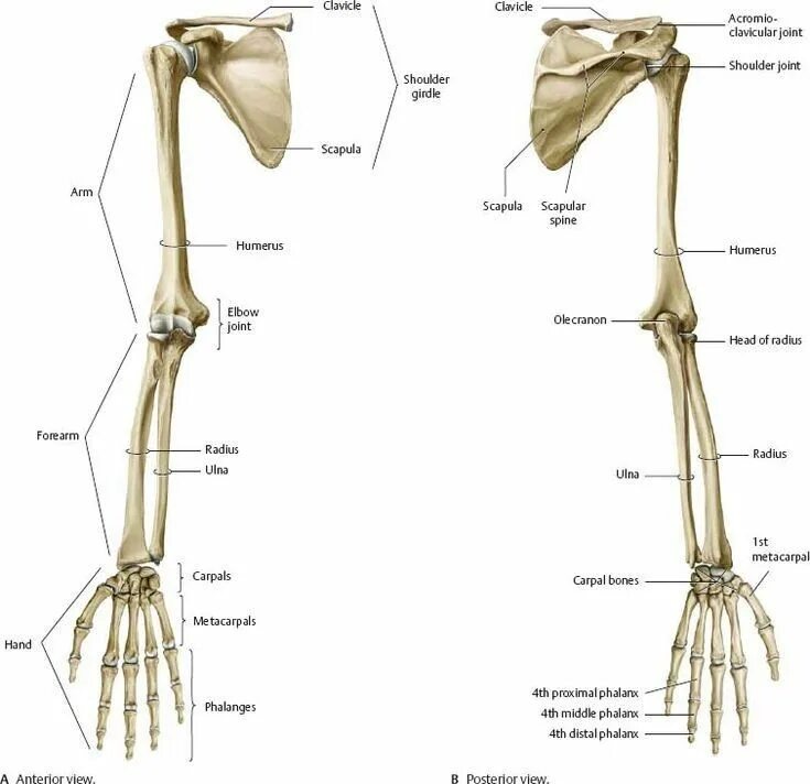 Название костей руки у человека фото Pin on #3_인체 in 2024 Upper limb anatomy, Anatomy bones, Arm anatomy