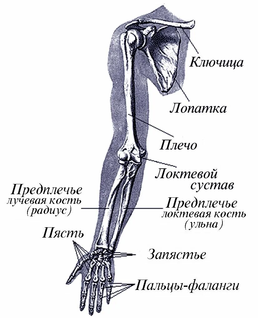 Название костей руки у человека фото Покажи на рисунке плечо человека