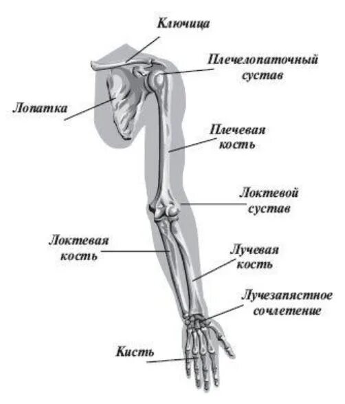 Название костей руки у человека фото Лечение ушибов руки: локтевого сустава, кисти в домашних условиях - Medside.ru