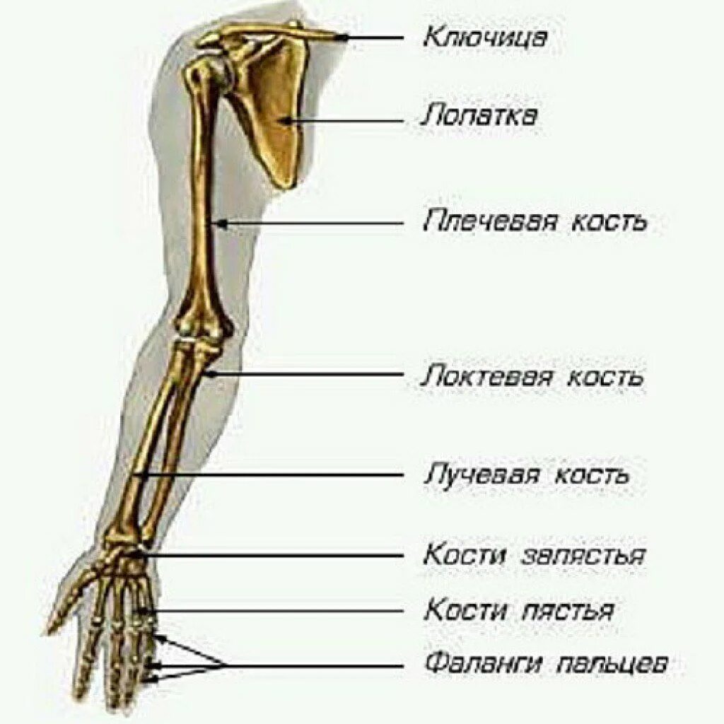 Название костей руки у человека фото Биология, Научные уроки, Судебная медицина